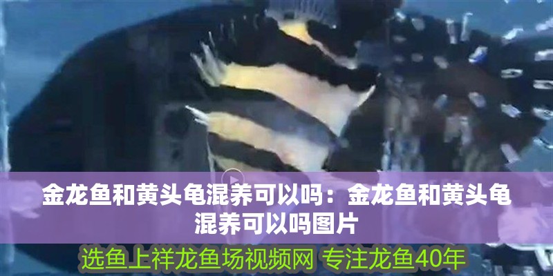 金龍魚和黃頭龜混養可以嗎：金龍魚和黃頭龜混養可以嗎圖片