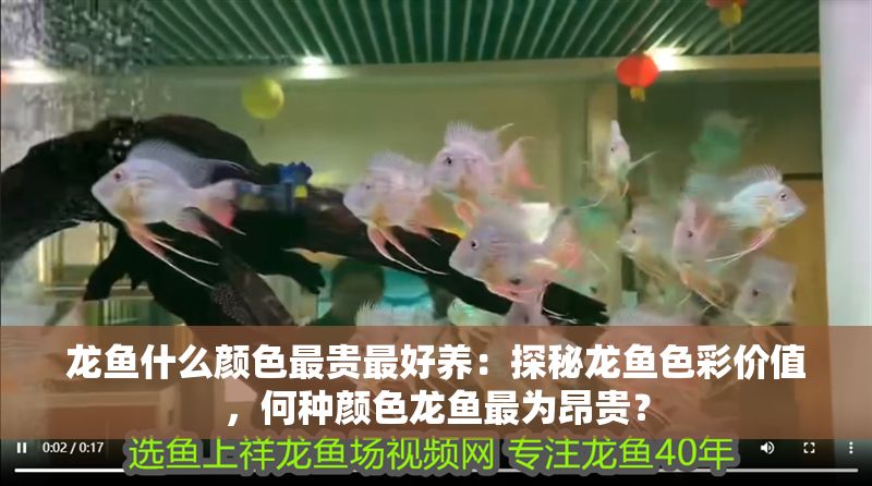 龍魚什么顏色最貴最好養(yǎng)：探秘龍魚色彩價值，何種顏色龍魚最為昂貴？
