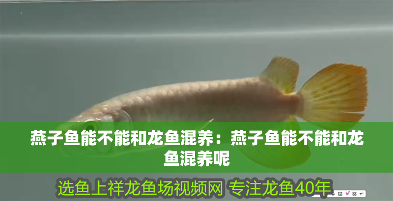 燕子魚能不能和龍魚混養：燕子魚能不能和龍魚混養呢 燕子魚能不能和龍魚混養：燕子魚能不能和龍魚混養呢 水族問答
