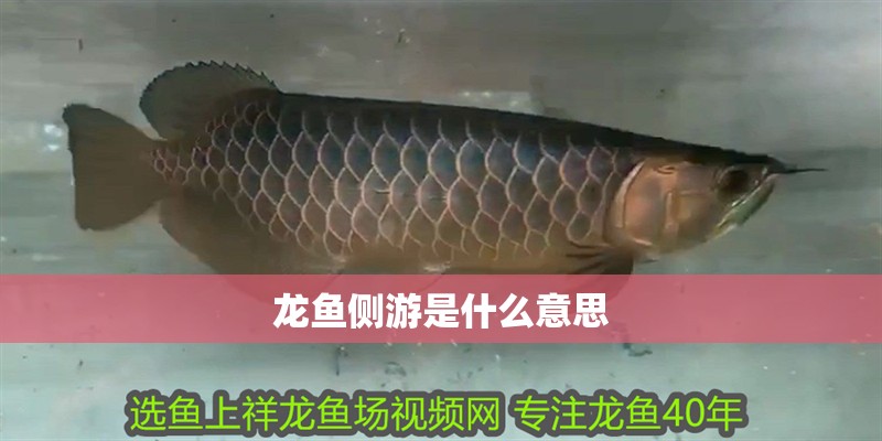 龍魚側(cè)游是什么意思