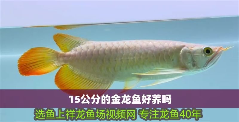 15公分的金龍魚好養(yǎng)嗎