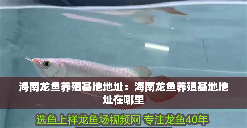 <strong><mark>海南</mark></strong>龍魚養(yǎng)殖基地地址：<strong><mark>海南</mark></strong>龍魚養(yǎng)殖基地地址在哪里