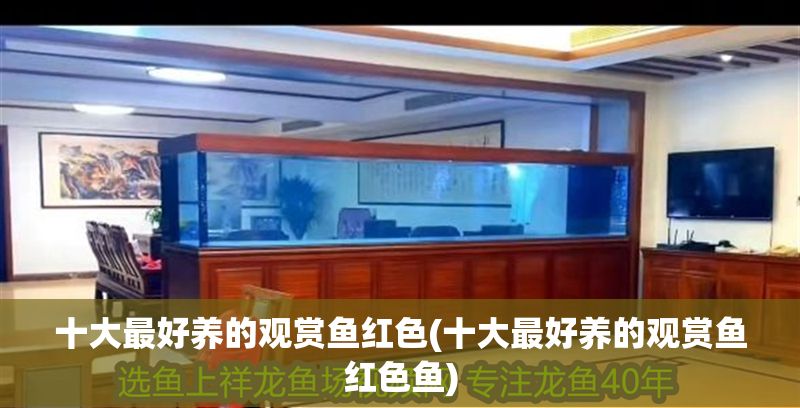 十大最好養(yǎng)的觀賞魚紅色(十大最好養(yǎng)的觀賞魚紅色魚)