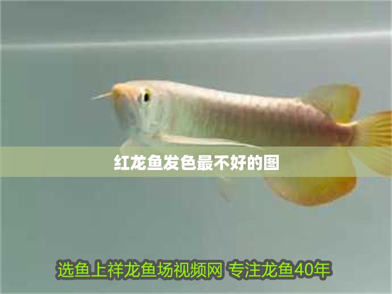 紅龍魚發色最不好的圖
