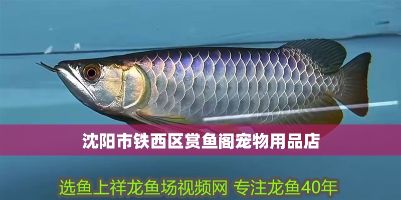 沈陽市鐵西區賞魚閣寵物用品店