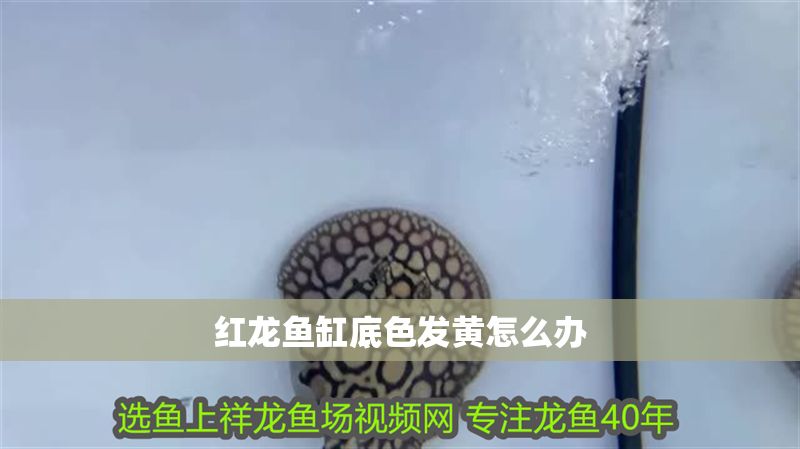紅龍魚缸底色發黃怎么辦