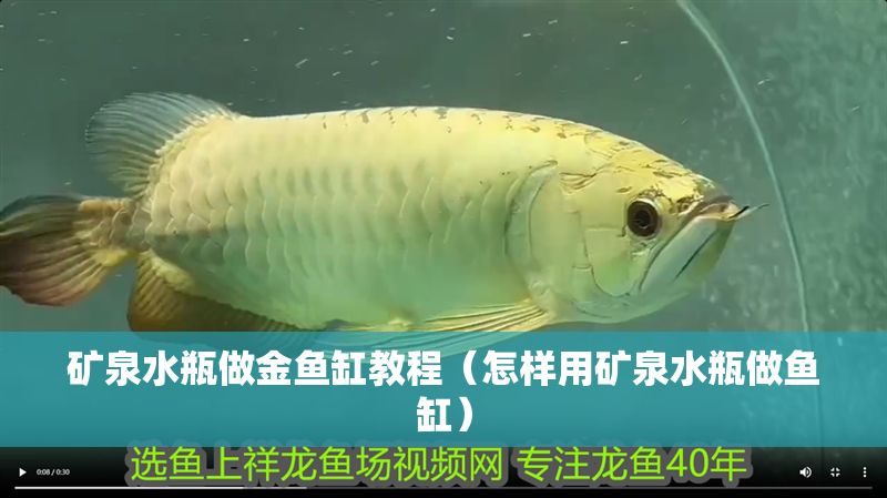 礦泉水瓶做金魚缸教程（怎樣用礦泉水瓶做魚缸）