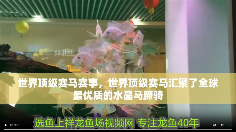世界頂級賽馬賽事，世界頂級賽馬匯聚了全球最優質的水晶馬蹄騎