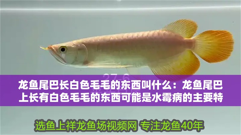 龍魚尾巴長白色毛毛的東西叫什么：龍魚尾巴上長有白色毛毛的東西可能是水霉病的主要特征