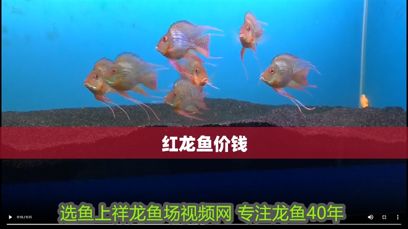 紅龍魚價錢