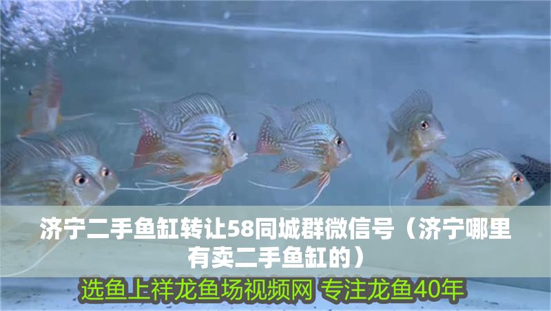 濟寧二手魚缸轉讓58同城群微信號（濟寧哪里有賣二手魚缸的）
