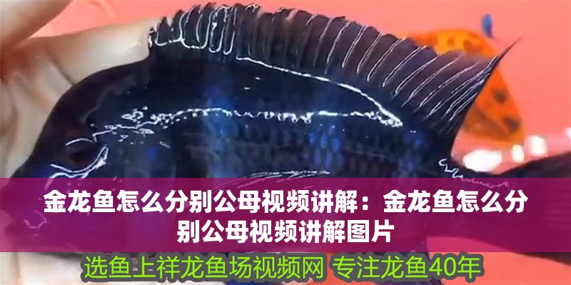 金龍魚怎么分別公母視頻講解：金龍魚怎么分別公母視頻講解圖片