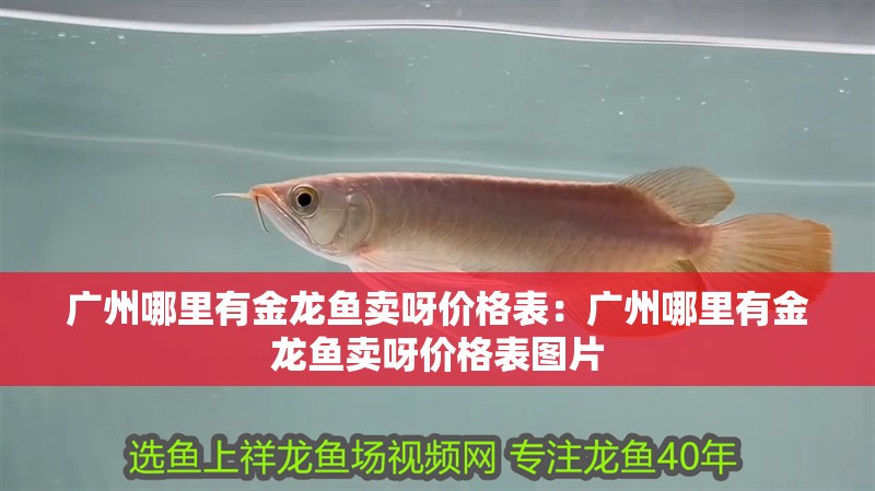 廣州哪里有金龍魚賣呀價(jià)格表：廣州哪里有金龍魚賣呀價(jià)格表圖片