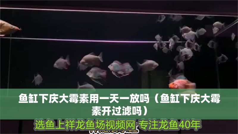 魚缸下慶大霉素用一天一放嗎（魚缸下慶大霉素開過濾嗎）
