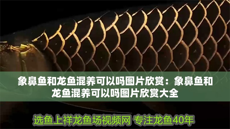 我的虎魚真菌感染了要怎么處理 象鼻魚和龍魚混養可以嗎圖片欣賞:象鼻魚和龍魚混養可以嗎圖片欣賞大全 水族問答 象鼻魚和龍魚混養可以嗎圖片欣賞:象鼻魚和龍魚混養可以嗎圖片欣賞大全 象鼻魚和龍魚混養可以嗎圖片欣賞:象鼻魚和龍魚混養可以嗎圖片欣賞大全 水族問答