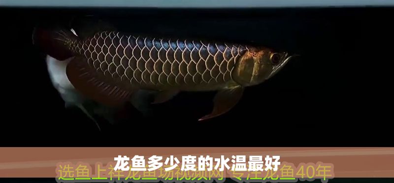 龍魚多少度的水溫最好
