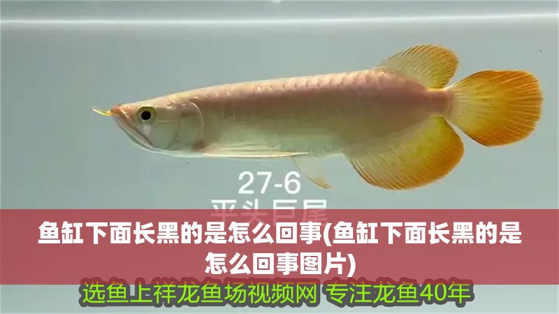 魚缸下面長(zhǎng)黑的是怎么回事(魚缸下面長(zhǎng)黑的是怎么回事圖片)