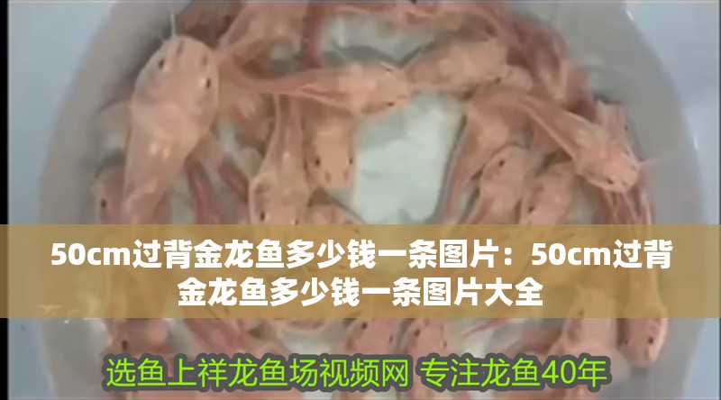 50cm過(guò)背金龍魚多少錢一條圖片：50cm過(guò)背金龍魚多少錢一條圖片大全
