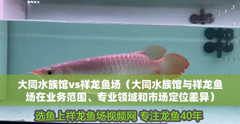 大同水族館vs祥龍魚場（大同水族館與祥龍魚場在業務范圍、專業領域和市場定位差異）