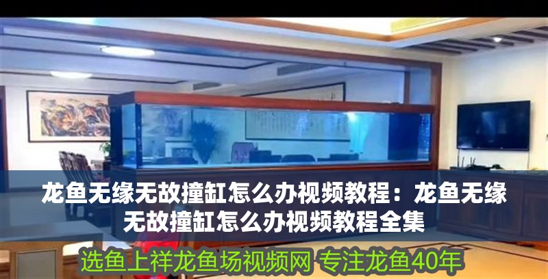 龍魚無緣無故撞缸怎么辦視頻教程：龍魚無緣無故撞缸怎么辦視頻教程全集 龍魚無緣無故撞缸怎么辦視頻教程：龍魚無緣無故撞缸怎么辦視頻教程全集 水族問答