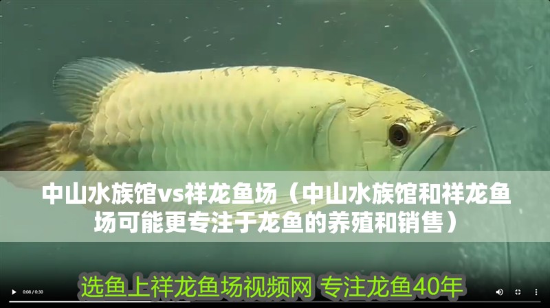 中山水族館vs祥龍魚場（中山水族館和祥龍魚場可能更專注于龍魚的養殖和銷售）
