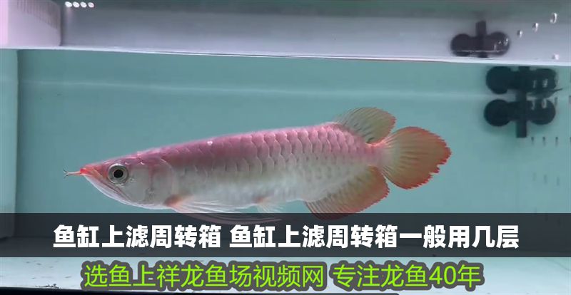魚缸上濾周轉箱 魚缸上濾周轉箱一般用幾層