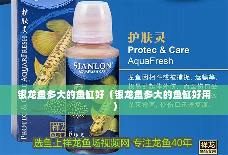 銀龍魚多大的魚缸好（銀龍魚多大的魚缸好用）