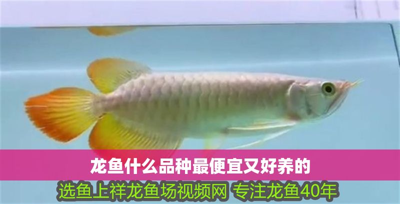 龍魚什么品種最便宜又好養的