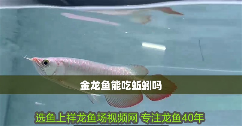 金龍魚(yú)能吃蚯蚓嗎