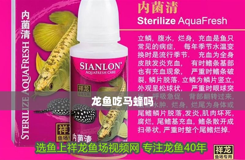 龍魚吃馬蜂嗎