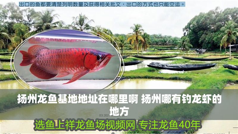 揚州龍魚基地地址在哪里啊 揚州哪有釣龍蝦的地方