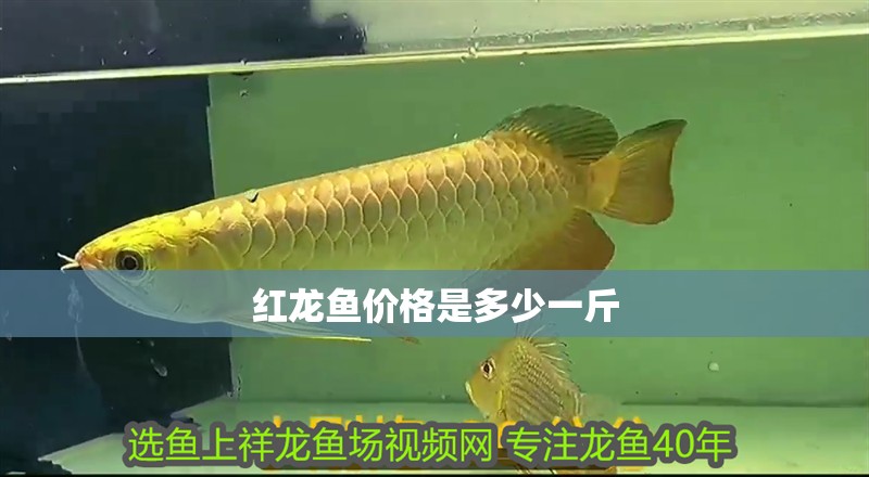 紅龍魚價格是多少一斤
