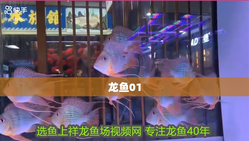 龍魚01