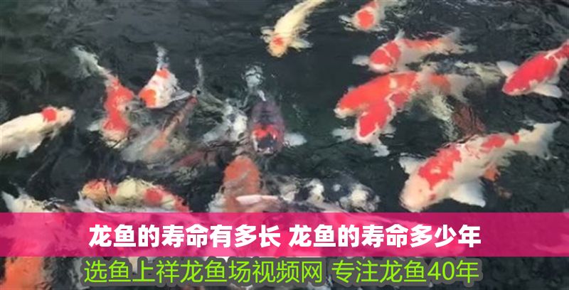 龍魚的壽命有多長 龍魚的壽命多少年