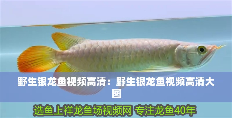野生銀龍魚視頻高清：野生銀龍魚視頻高清大圖
