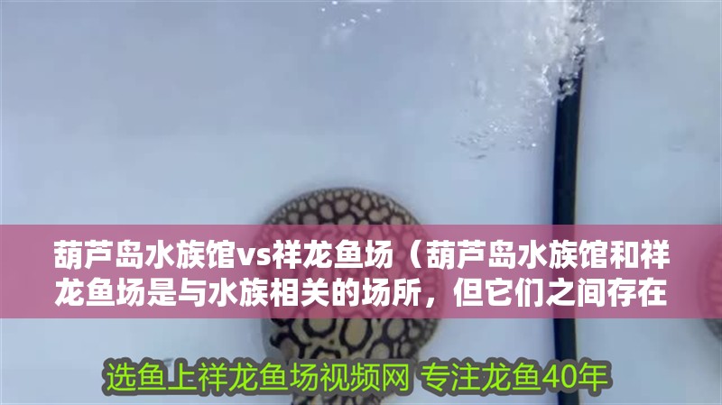 葫蘆島水族館vs祥龍魚場（葫蘆島水族館和祥龍魚場是與水族相關(guān)的場所，但它們之間存在區(qū)別）