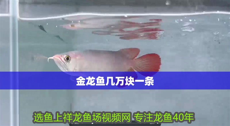 金龍魚幾萬塊一條