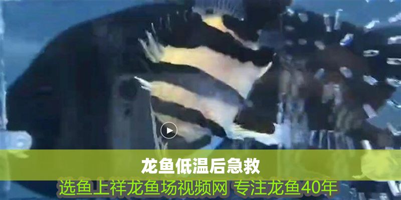 龍魚低溫后急救