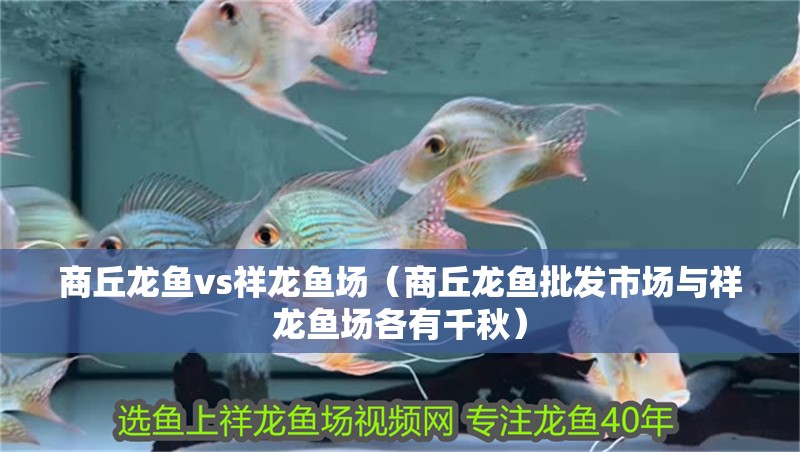 商丘龍魚(yú)vs祥龍魚(yú)場(chǎng)（商丘龍魚(yú)批發(fā)市場(chǎng)與祥龍魚(yú)場(chǎng)各有千秋）