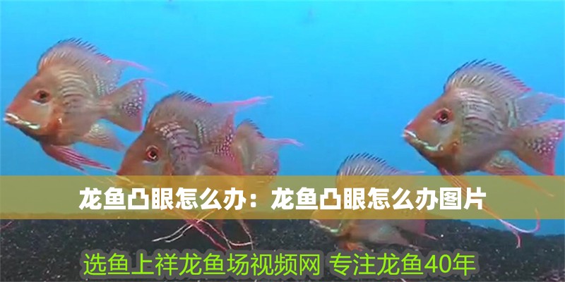 龍魚凸眼怎么辦：龍魚凸眼怎么辦圖片