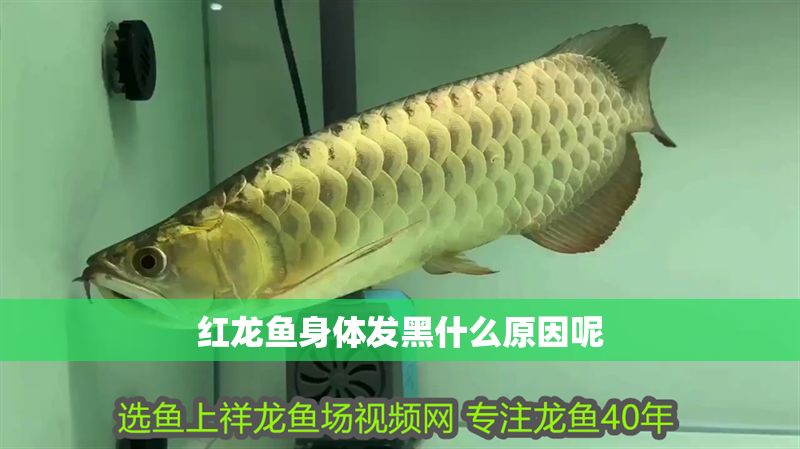 紅龍魚身體發黑什么原因呢