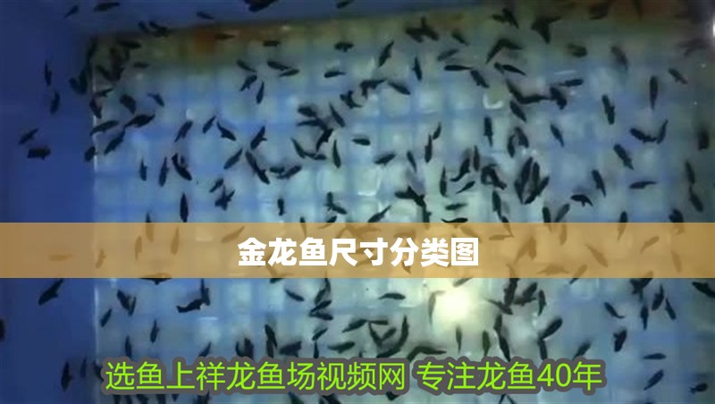 金龍魚尺寸分類圖