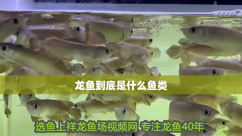 龍魚到底是什么魚類