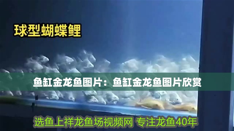 魚缸金龍魚圖片：魚缸金龍魚圖片欣賞