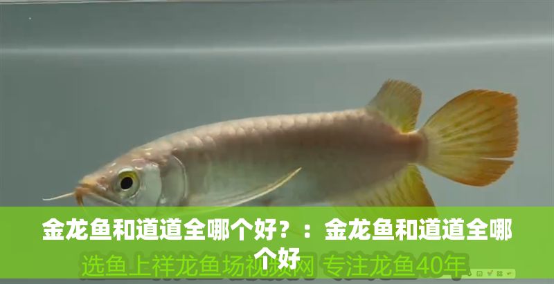 金龍魚和道道全哪個好？：金龍魚和道道全哪個好