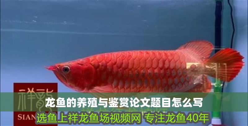 龍魚的養殖與鑒賞論文題目怎么寫