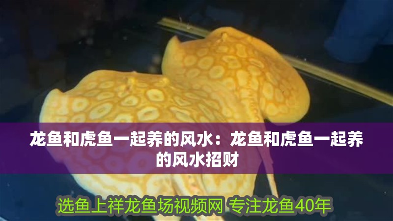 龍魚和虎魚一起養的風水：龍魚和虎魚一起養的風水招財