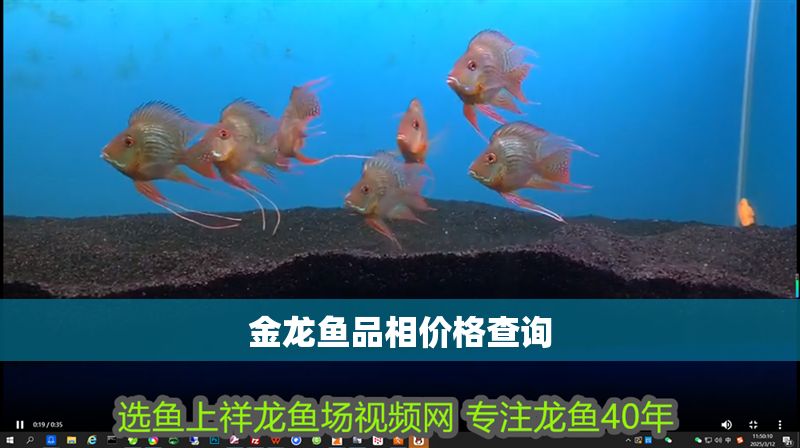 金龍魚品相價格查詢