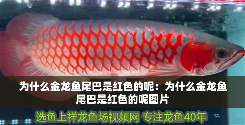 為什么金龍魚尾巴是紅色的呢:為什么金龍魚尾巴是紅色的呢圖片 水族問答 為什么金龍魚尾巴是紅色的呢:為什么金龍魚尾巴是紅色的呢圖片 為什么金龍魚尾巴是紅色的呢:為什么金龍魚尾巴是紅色的呢圖片 水族問答