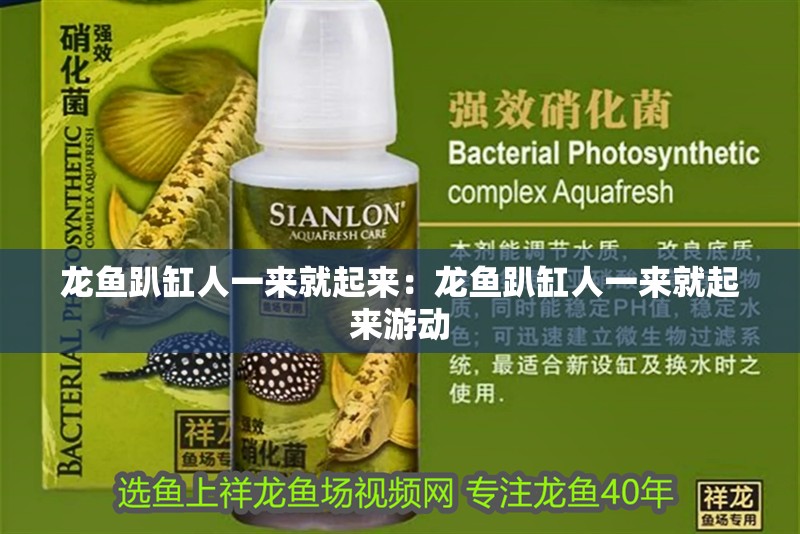 龍魚趴缸人一來就起來：龍魚趴缸人一來就起來游動